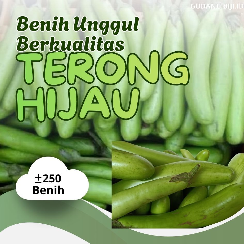 benih unggul terong hijau