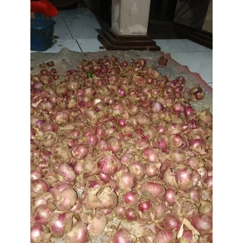 BAWANG MERAH GARUT