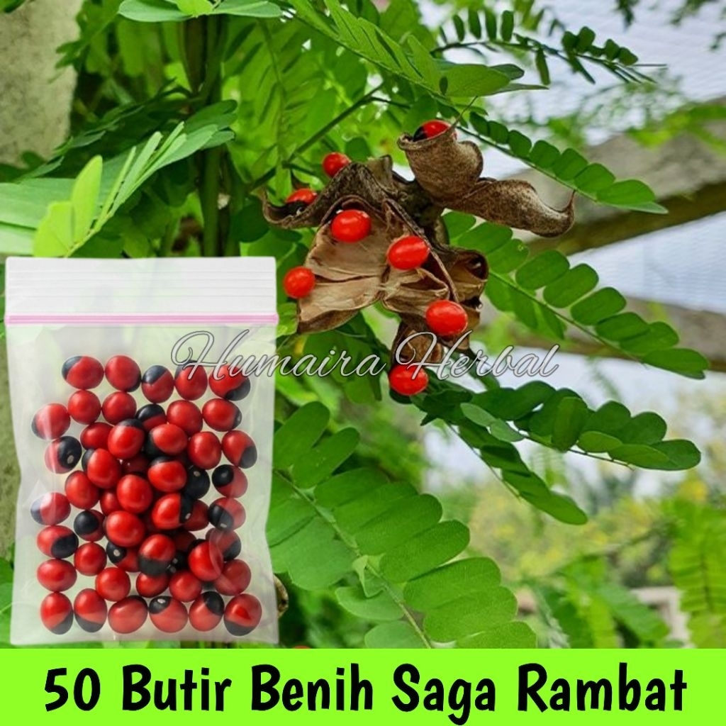 50 Butir Benih Saga Rambat Atau Saga Manis Obat Batuk Herbal Benih Saga Rambat Daun Kecil Biji Saga