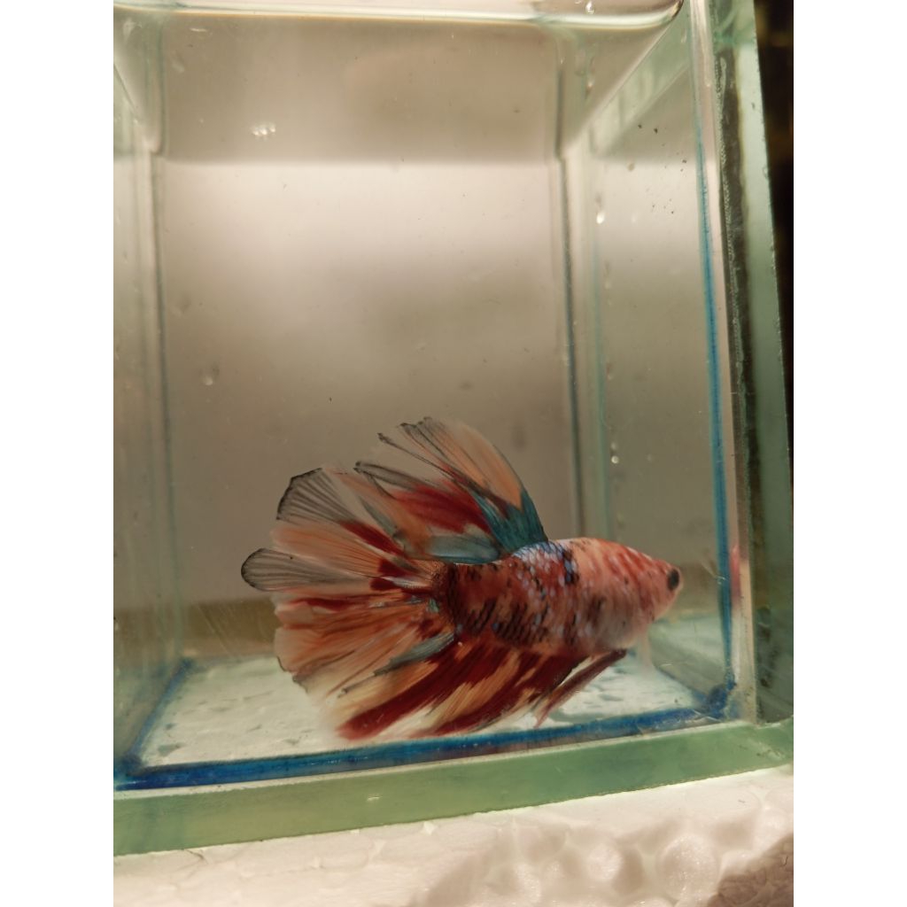 HMPK GIANT