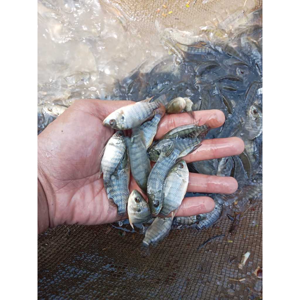 benih ikan nila kekar paket 50 ekor
