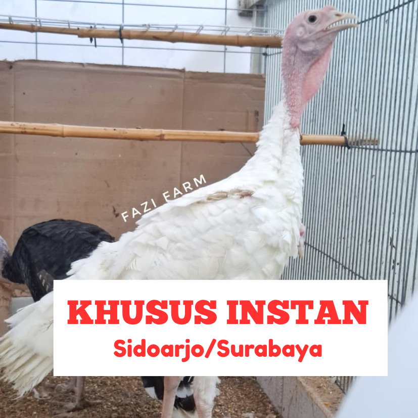 Ayam Kalkun White Holland Jantan Usia 4.5 Bulan