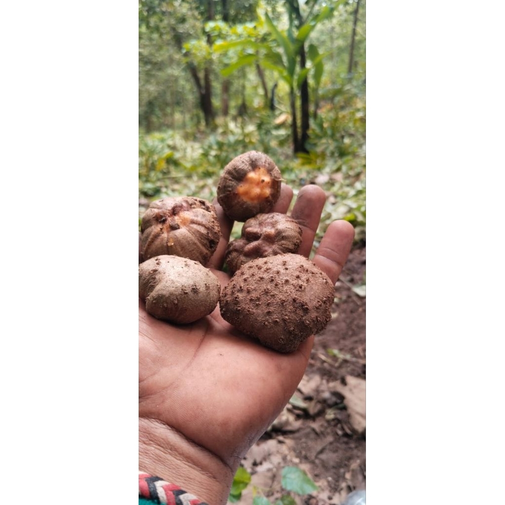 Katak porang bibit unggul asli madiun dari Petani