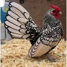 Ayam Batik Italy Hias Betina Jantan Kate Italia Asli Lincah Napsu Makan Umur 2 Bulan