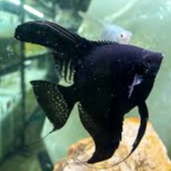 Ikan Angelfish Manfish Sedang - Ikan Hias Manfish Sedang - Dewasa Lincah