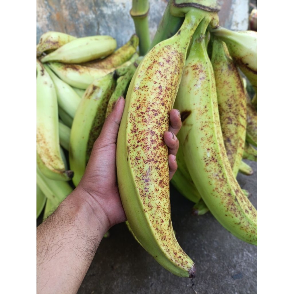 Pisang Tanduk Fresh Super Besar | Mentah Ready | Cocok Goreng Kolak | COD l 1 biji