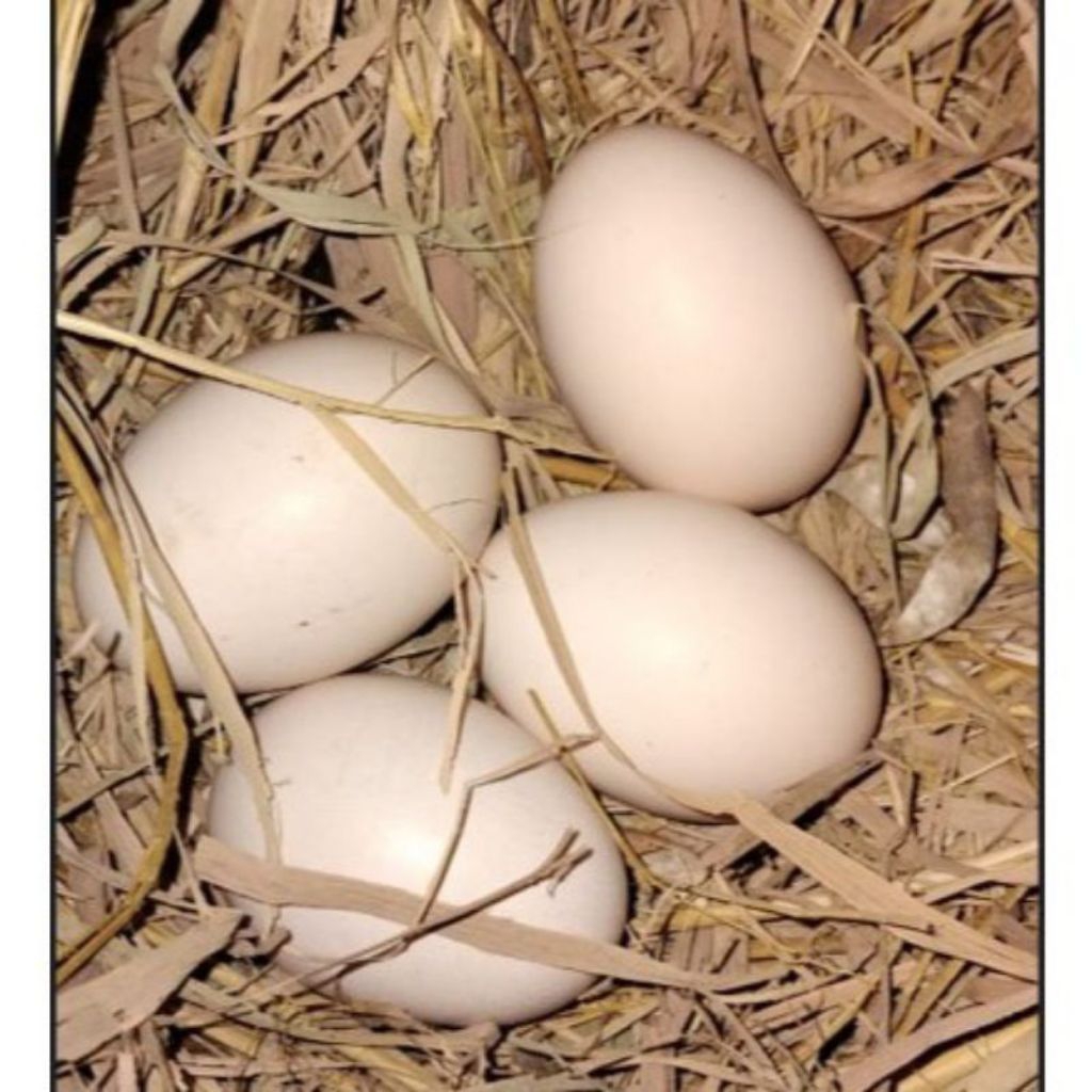 telur ayam fertil Bangkok Thailand petarung atau jantan mengahasilkan