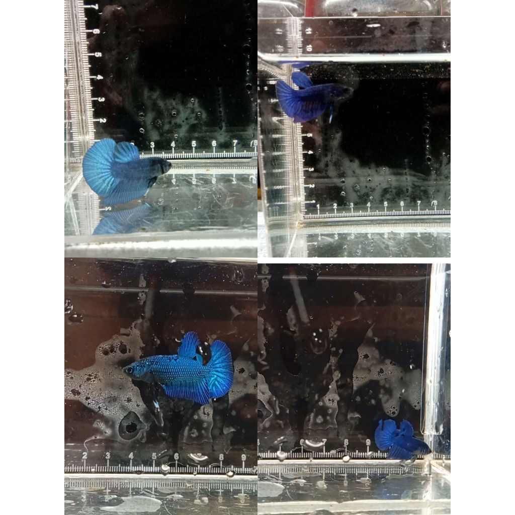 Cupang HMPK size junior/baby