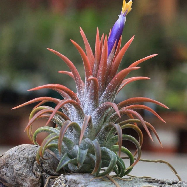 Tillandsia Tanaman Udara Ionantha Fuego Rubra Funckiana Vanhyningii