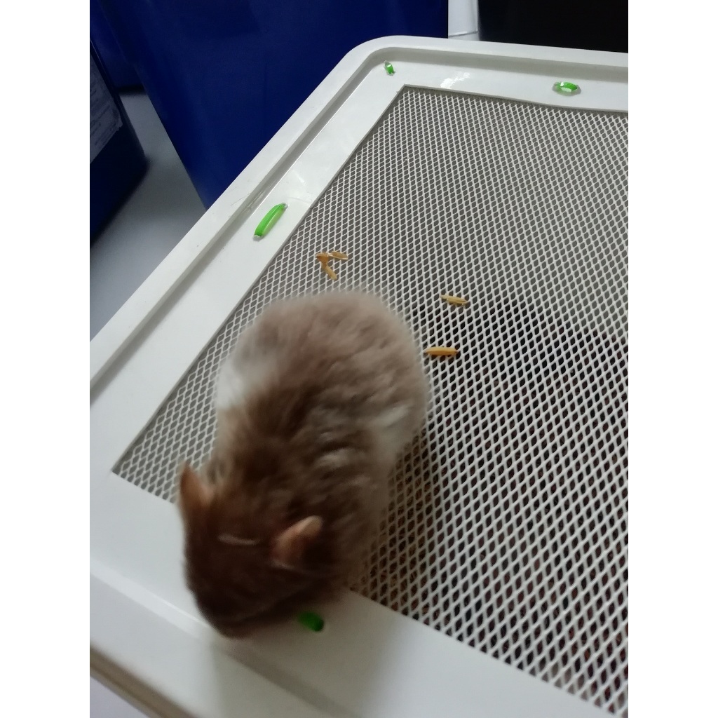 HAMSTER SYRIAN SATIN 2 LONG HAIR