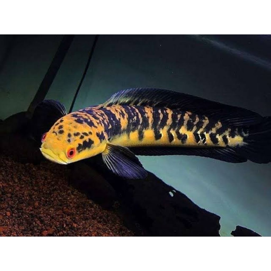 Channa Maru YS Chana Maru Yellow Sentarum Grade AAA Jumbo 30cm+ Cabung Simet Bunga