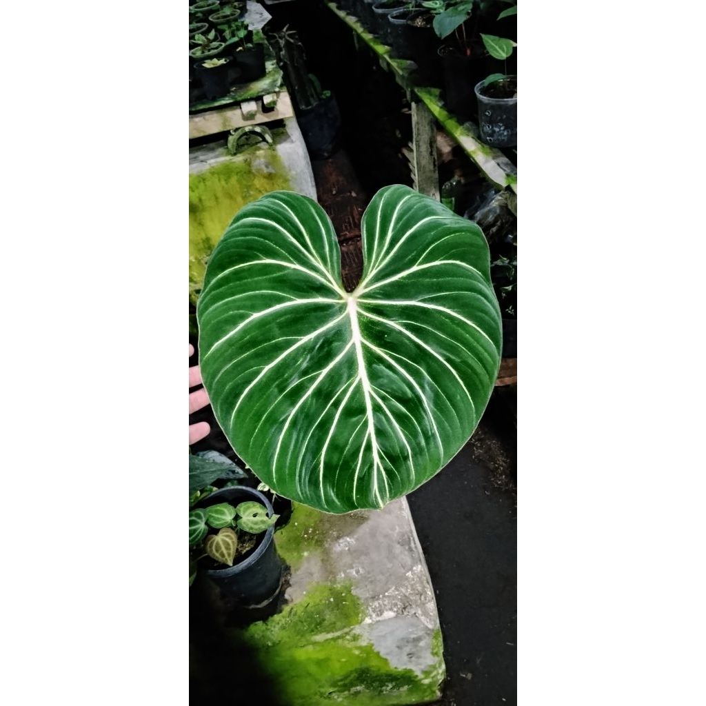 philodendron gloriosum white veins