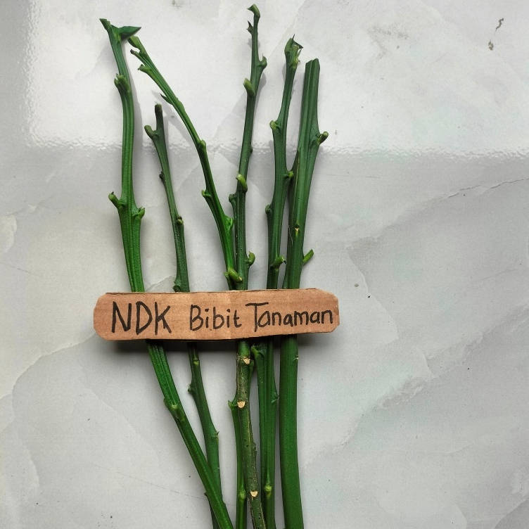 entres jeruk sunkist hijau pucuk tunas bahan okulasi