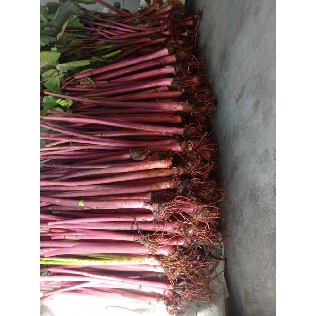 Bibit Talas Bogor / Bibit Talas Ungu /Bibit Talas Pratama 3 per 15 pohon