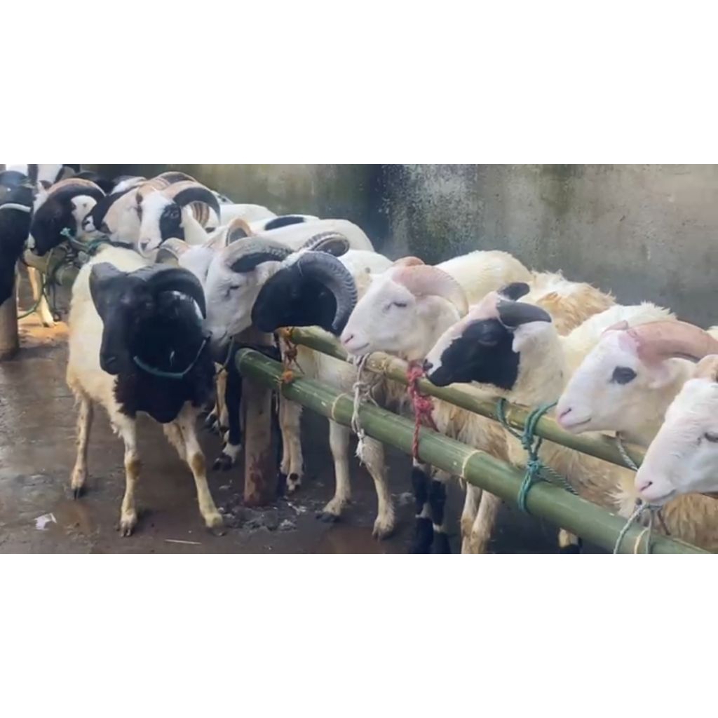 Qurban domba Bandung tahun  2026 M /1447 H