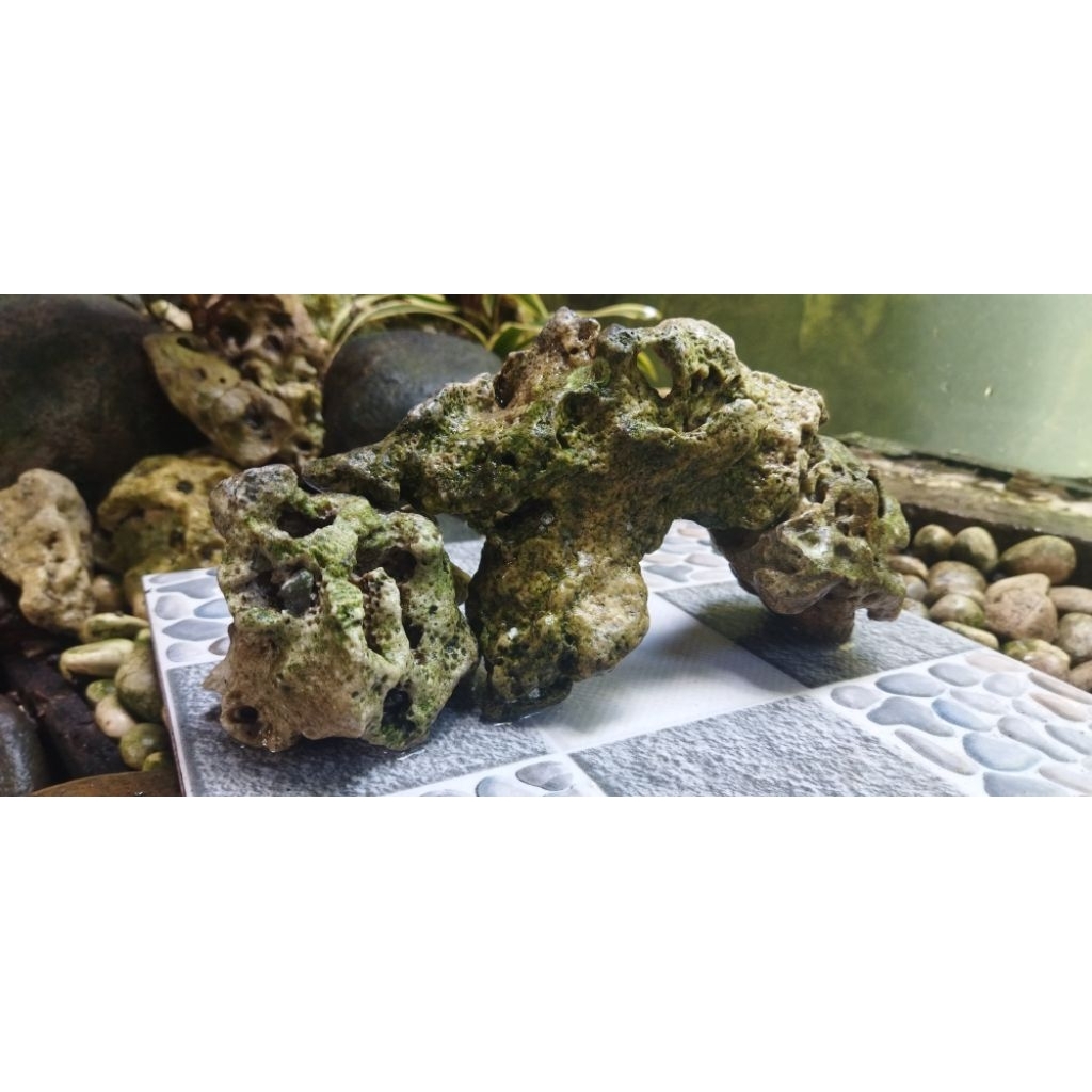 Batu karang aquascape
