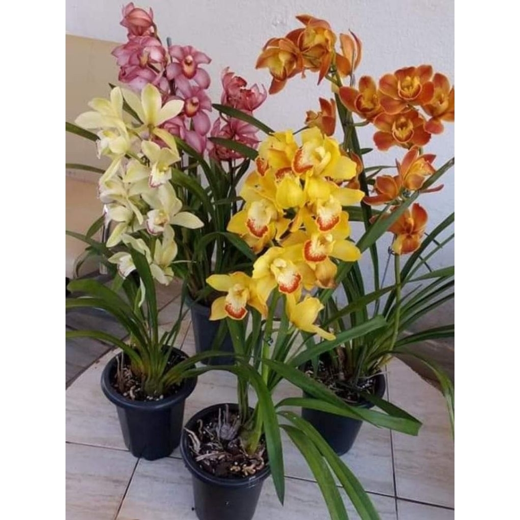 4pcs Tanaman hias Anggrek Tanah Cymbidium, Tanaman Bunga Hidup Warna bunga elegan