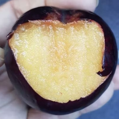 Bibit Plum Hitam / Black Plum