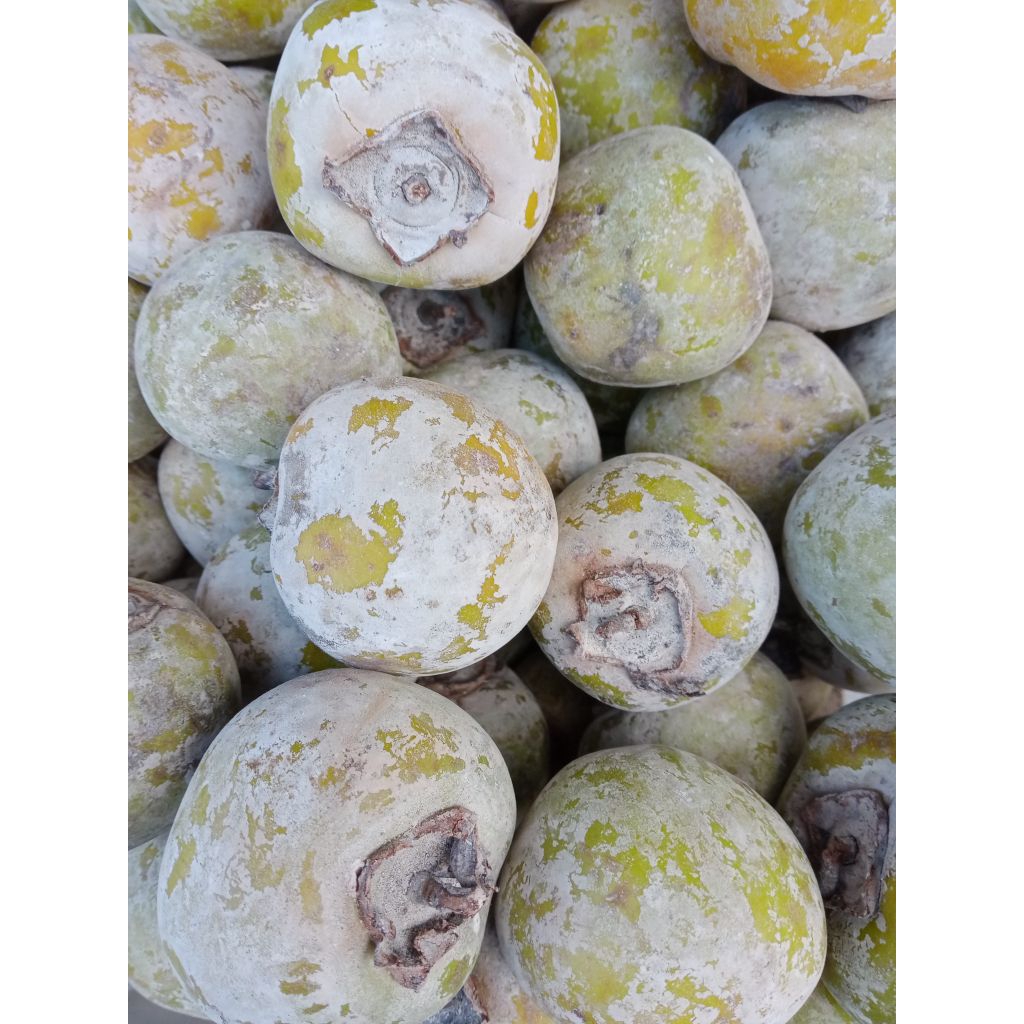 Buah Kesemek / Kasemek Bedak / Apeljowo segar