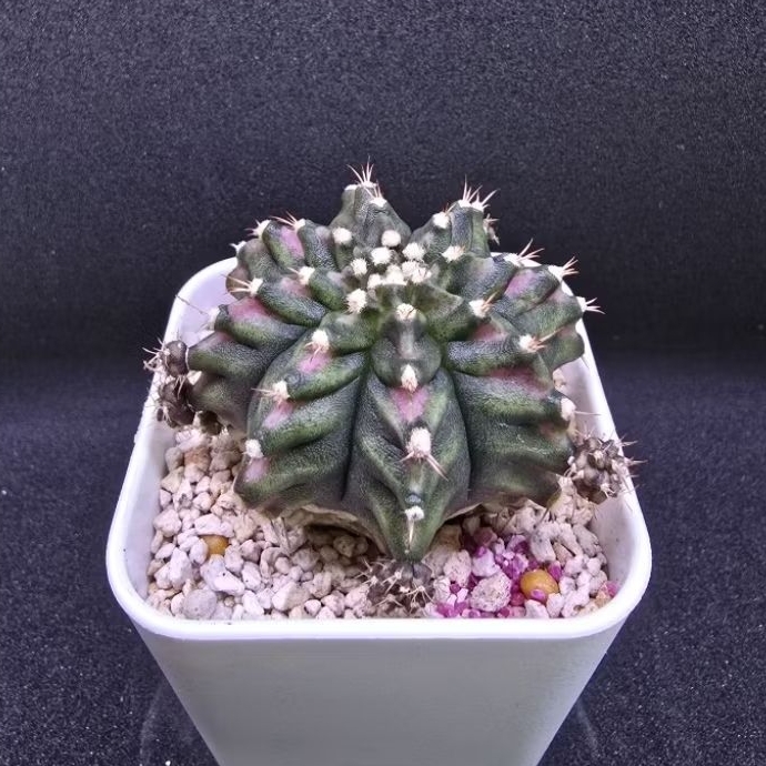 Kaktus Gymno Tseries pink (Gymnocalycium mihanovichii)