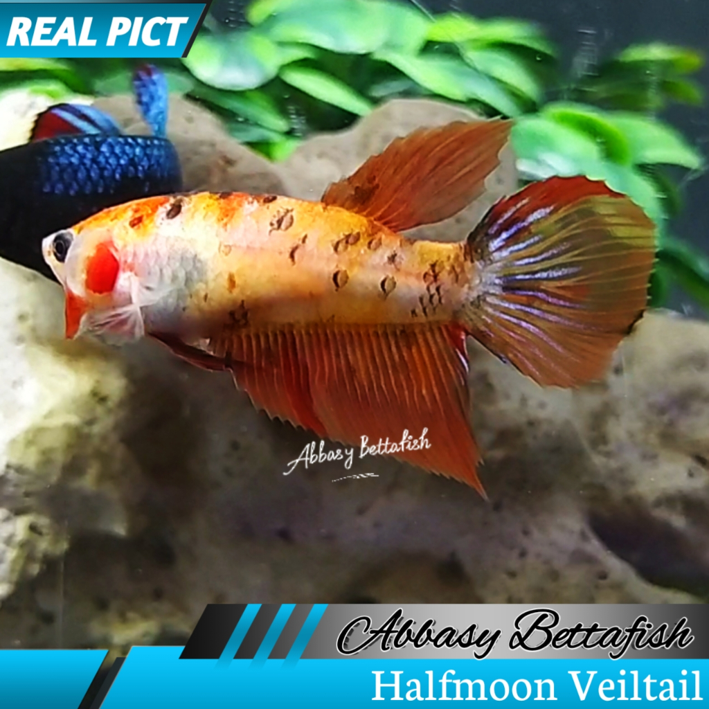Halfmoon Veiltail FeMale Betina Real Picture