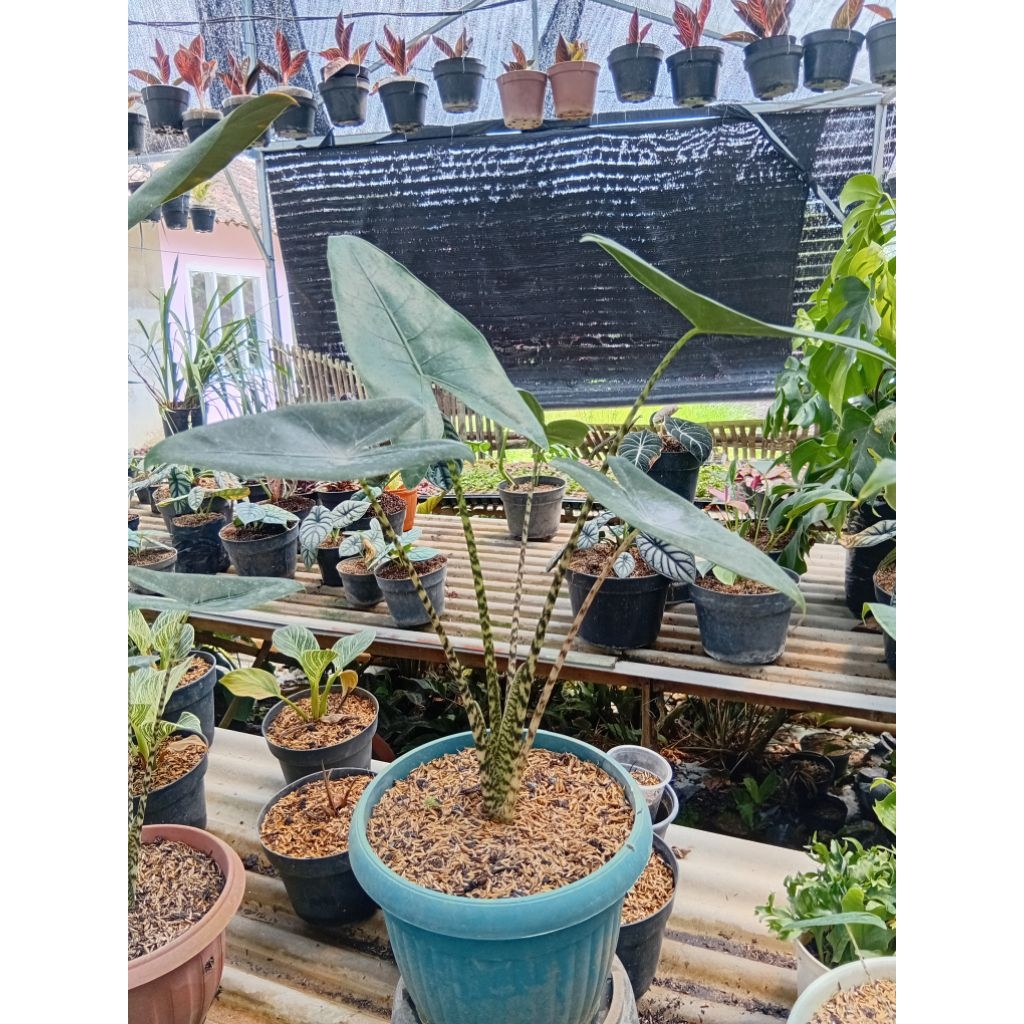 Tanaman Hias Alocasia Zebrina Tinggi 40-50cm Dikirim Beserta Dgn Pot nya