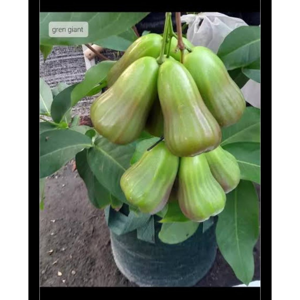 pohon cangkok jambu air GREEN GIANT