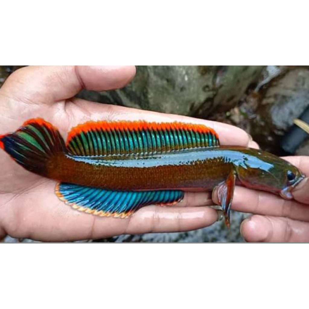 Channa Limbata Red Rim 10-20 cm