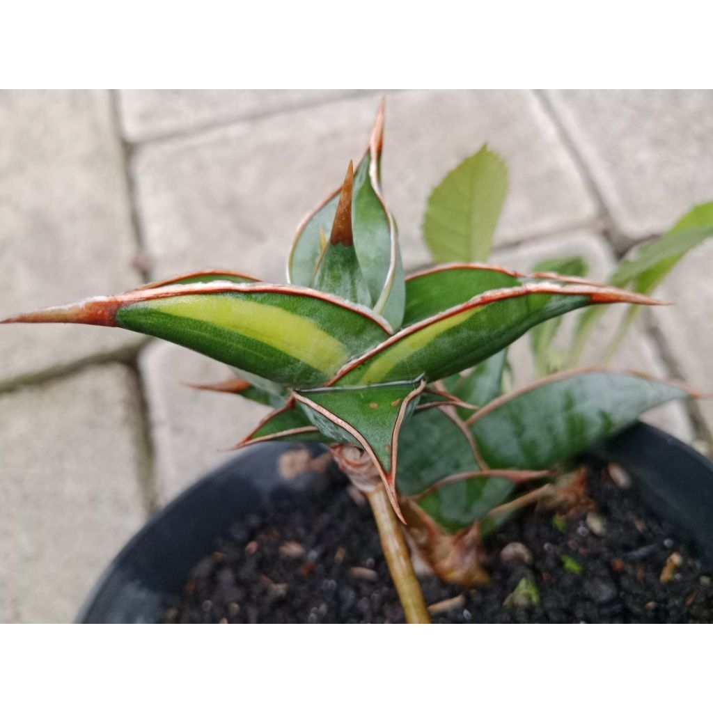 sansivera pinguin variegata anak dan induk