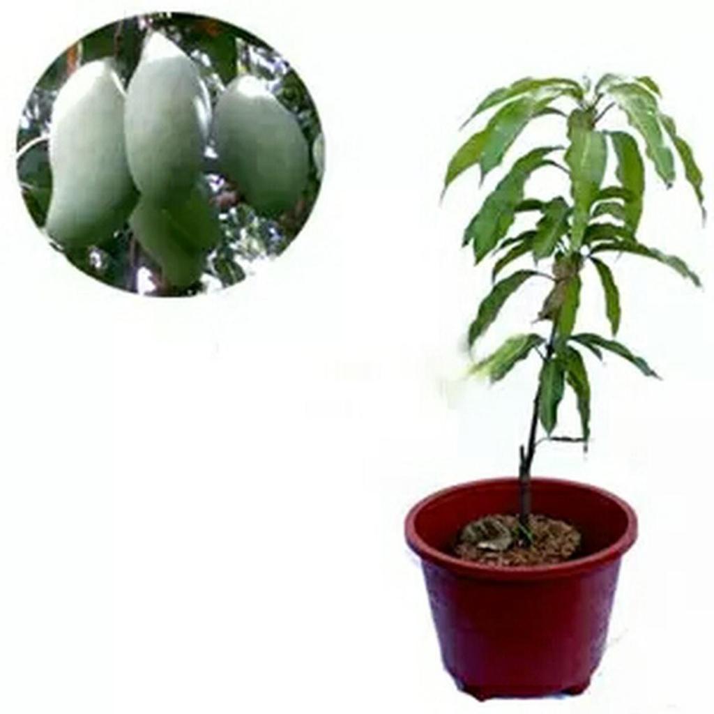Bibit mangga harum manis okulasi