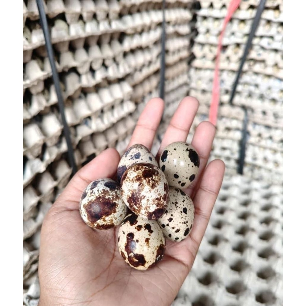 50 butir Telur puyuh mateng/mentah/kupas pekalongan