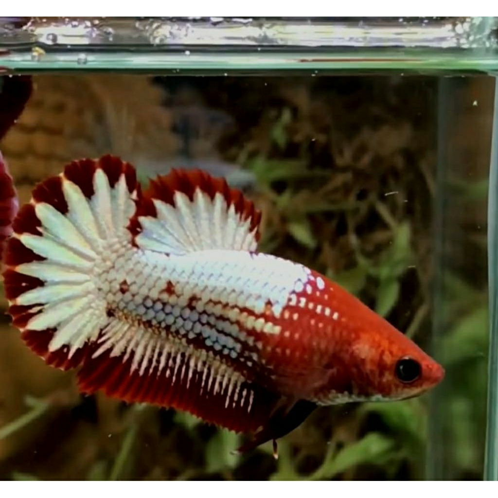 betina fccp red/orange garansi harga terbaik patua betta