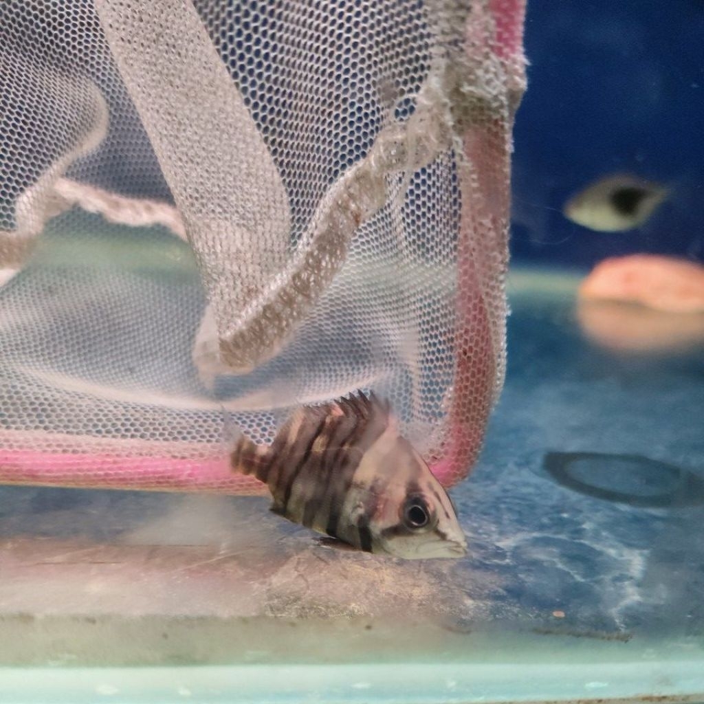 ikan datz 4 bar simetris 4-5cm