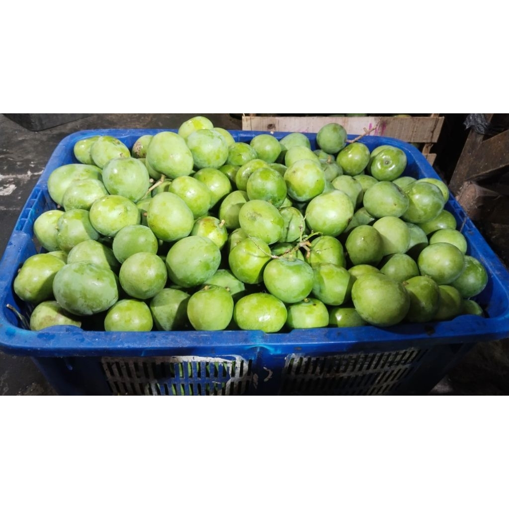 [PREMIUM] Mangga Apel Muda Mentah 1Kg Cocok Untuk Rujak