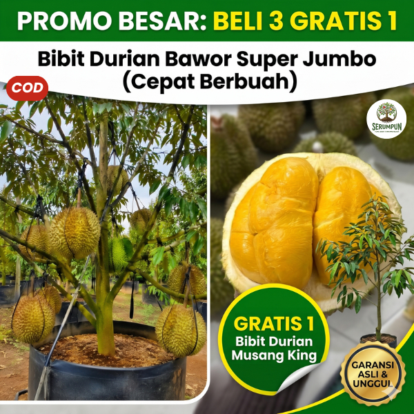 Bibit Durian BAWOR Super Jumbo BELI 3 GRATIS 1 Durian MUSANG KING