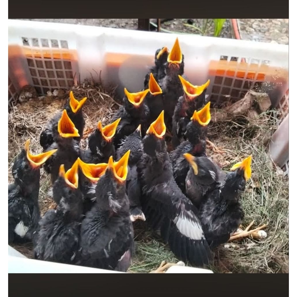 lolohan jalak kebo mata putih