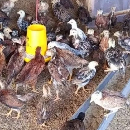 ayam KUB 2 JANAKA kub2 galur murni