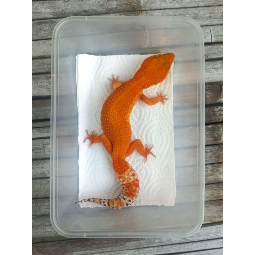 MAINAN GECKO SUNGLOW TOMATO MERAH ADULT SESUAI FOTO