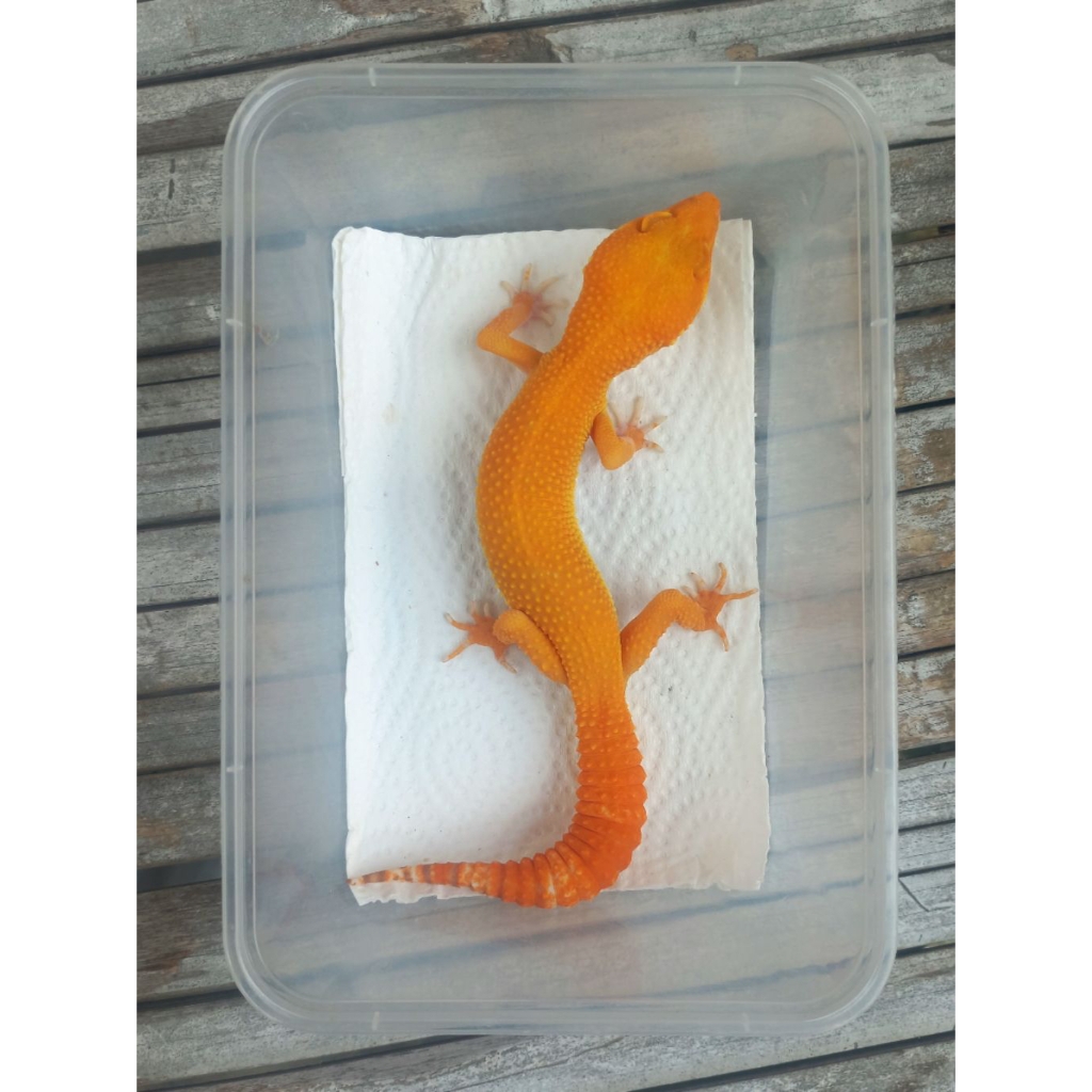 MAINAN GECKO SUNGLOW TOMATO LINE FULL CT ADULT SESUAI FOTO