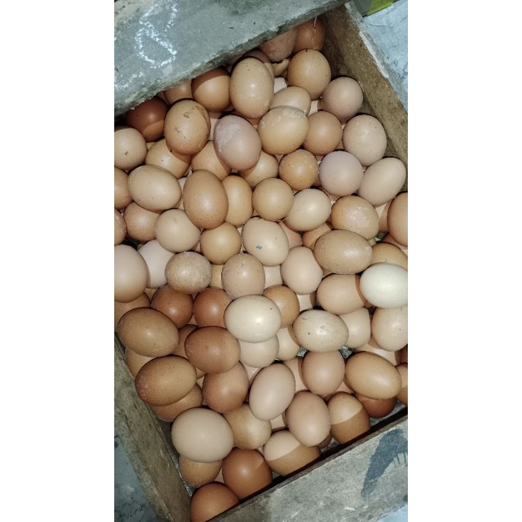 telur ayam 1kg (paiton-kraksan)