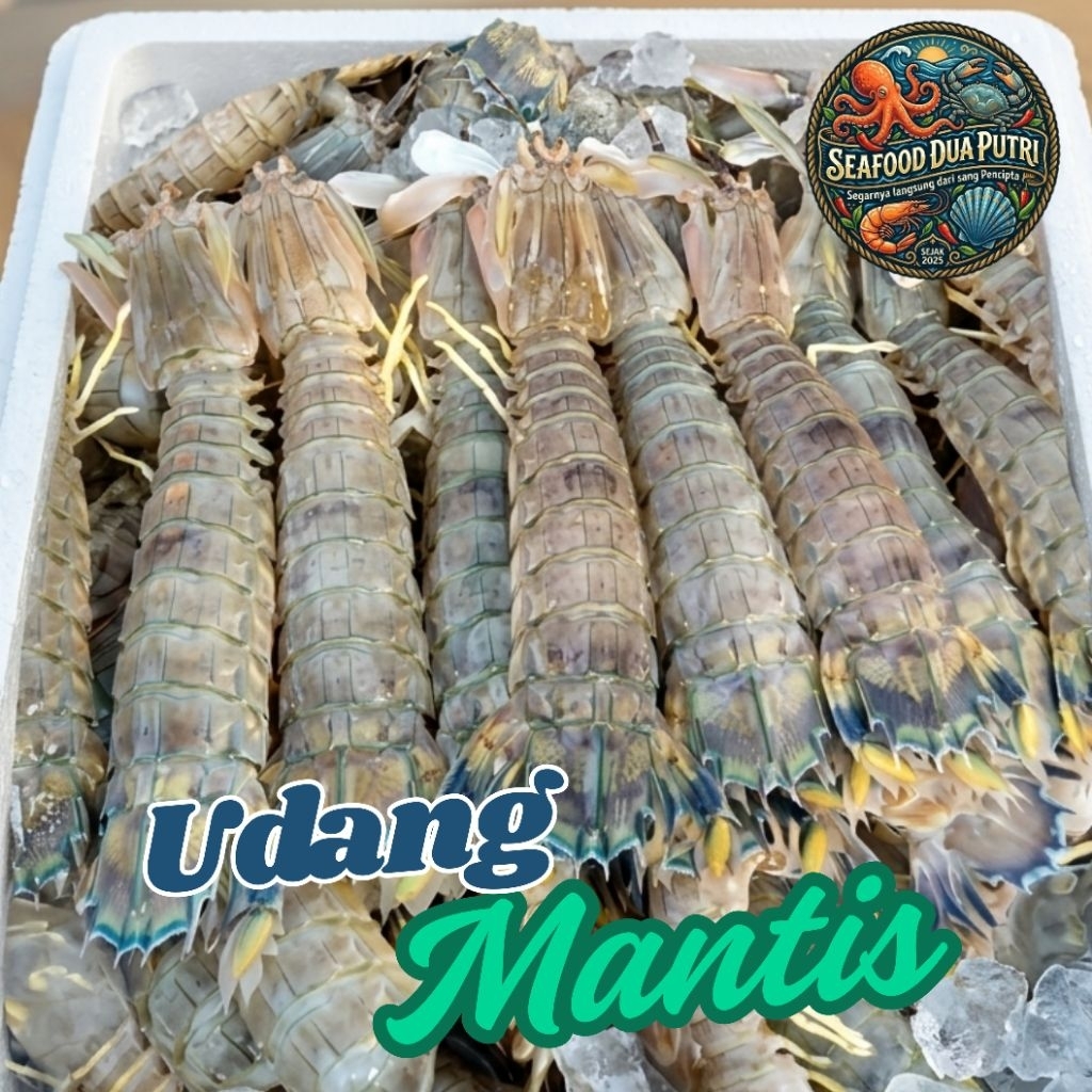 Udang Mantis Segar