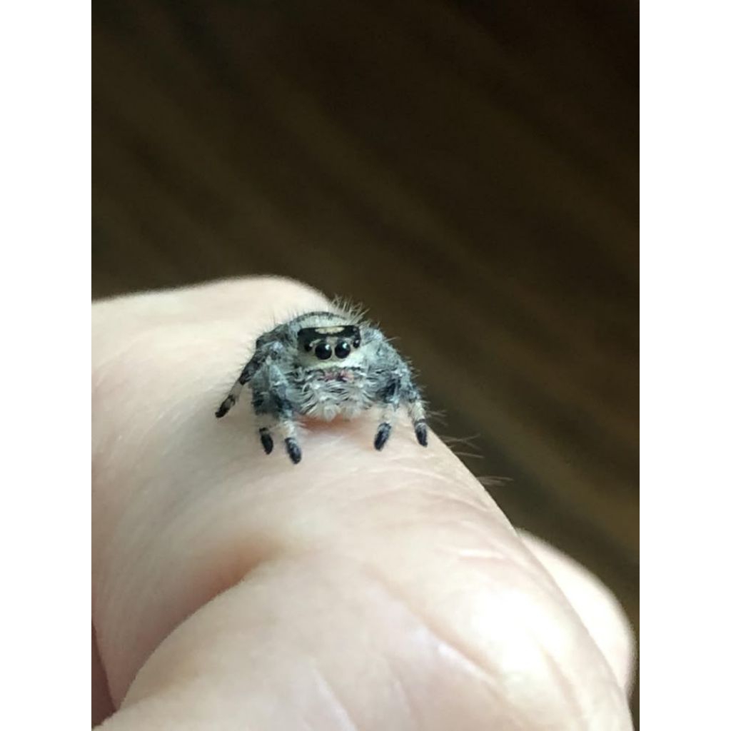 hiasan terarium jumping spider salticidae