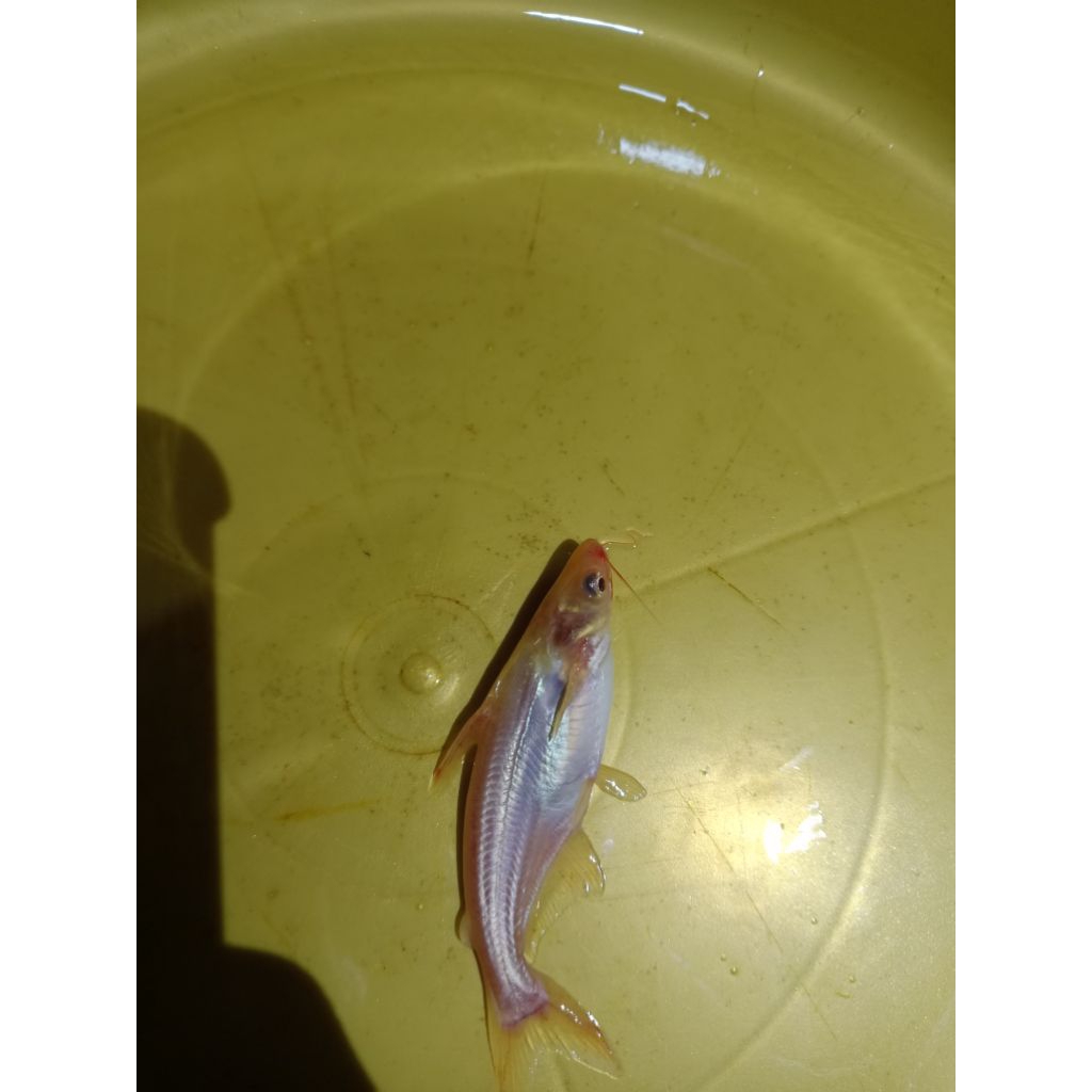 paket hiasan aquarium patin albino mata hitam size 12