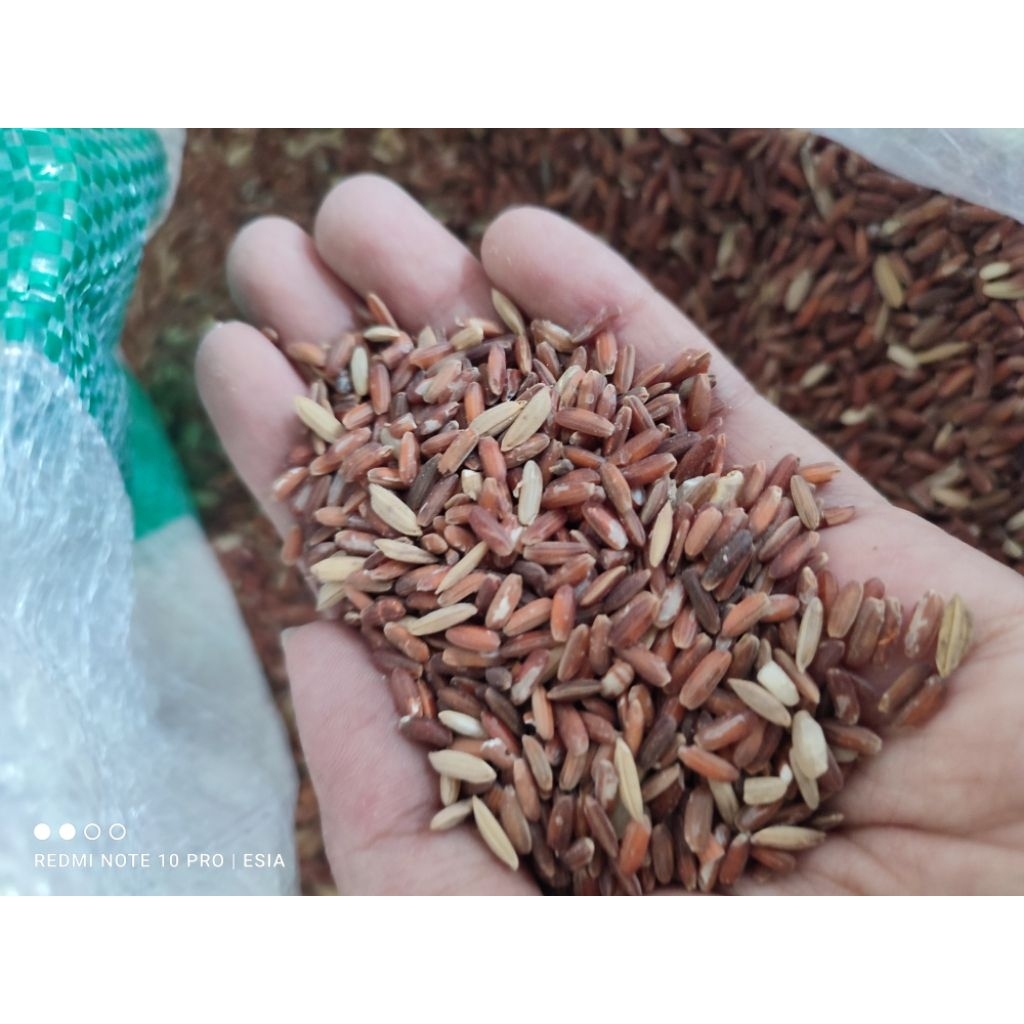 beras merah untuk pakan ayam (1kilo)