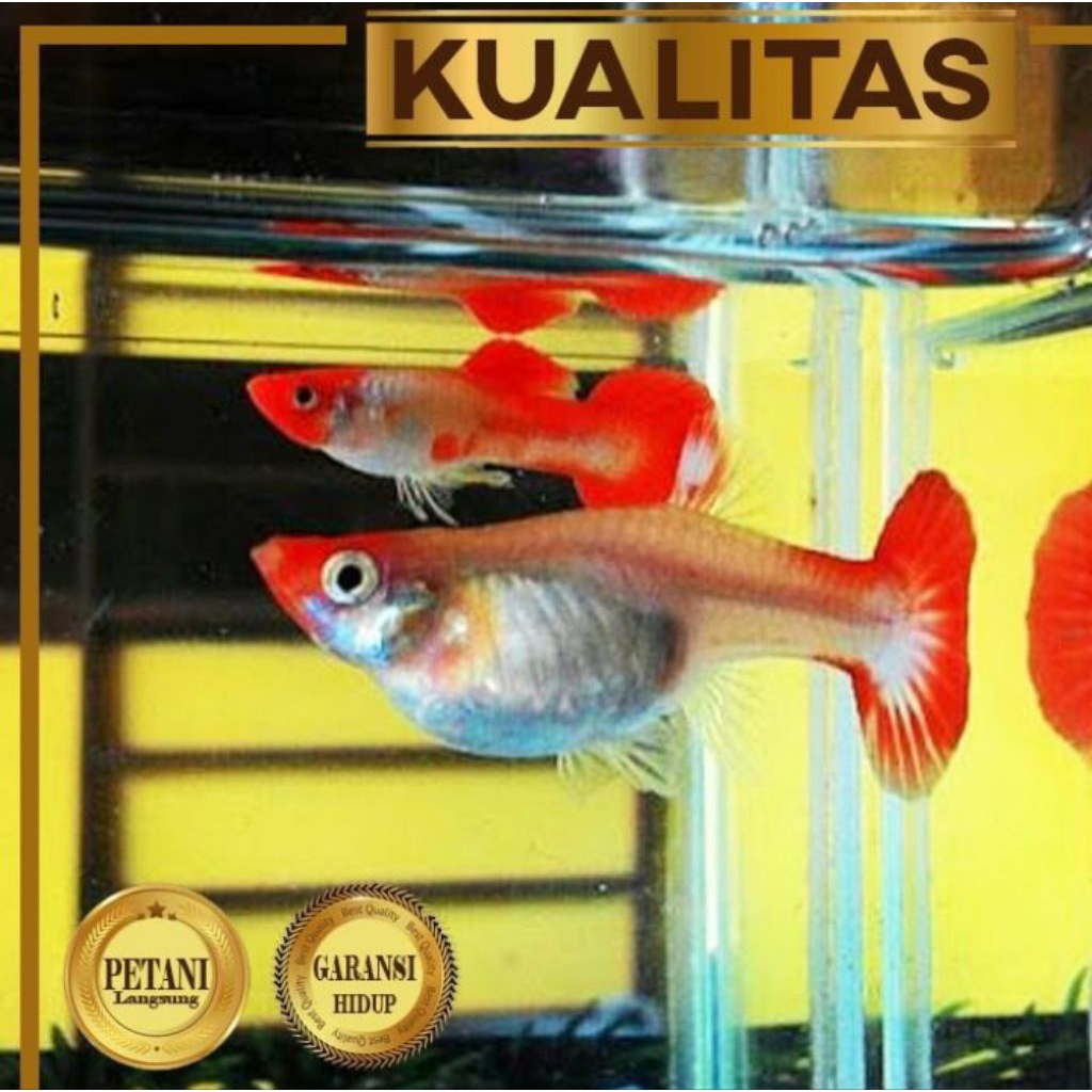 Guppy Red Koi Betina Ikan Hias Aquascape Hiasan Aquarium Tanaman Air