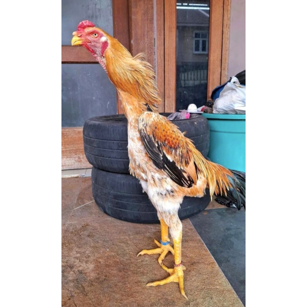 Ayam Shamo Eropa ori trah Impor