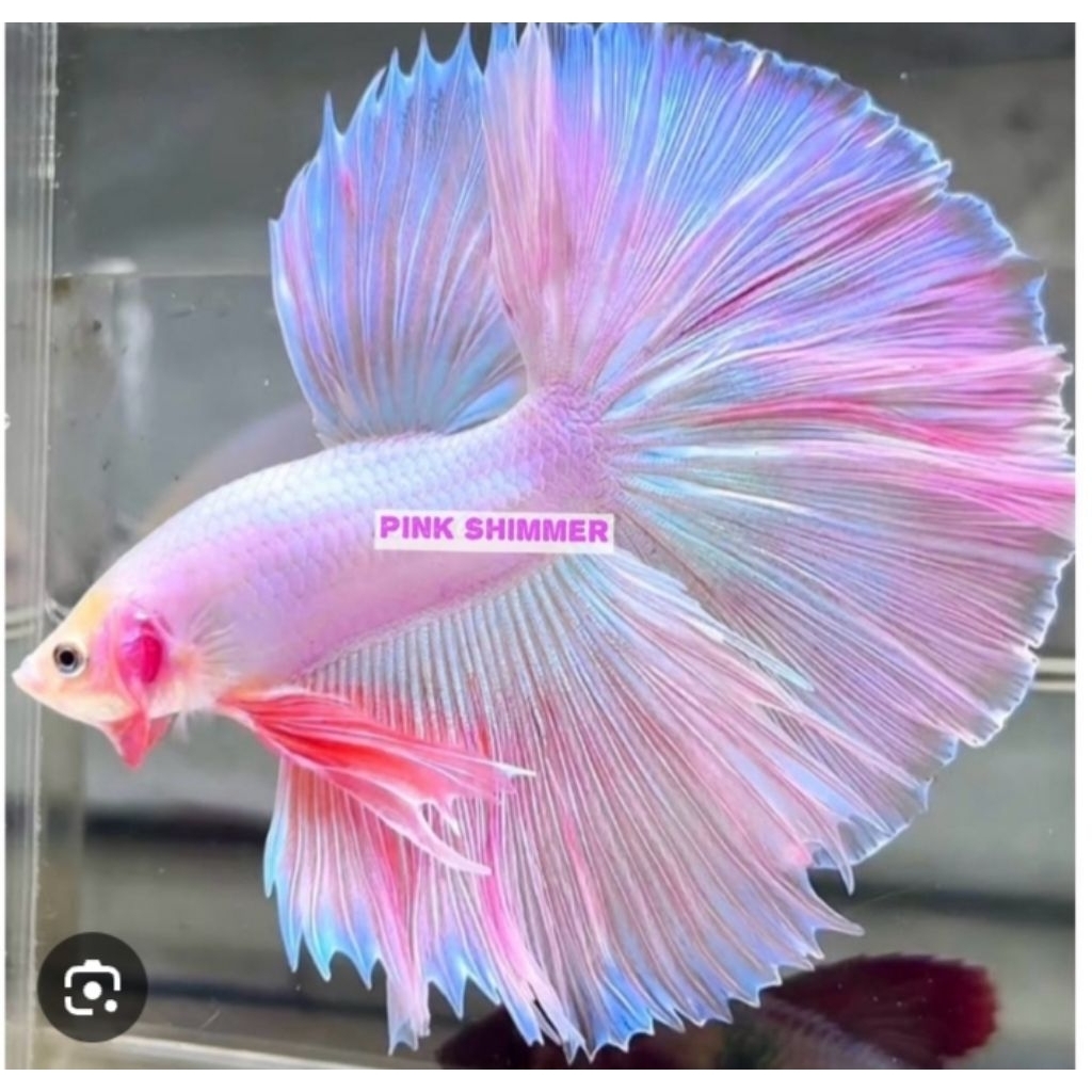 Cupang Halfmoon dan hmpk Jantan Warna pink,super black  mental bagus