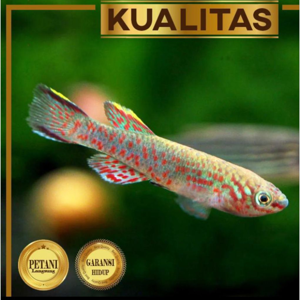 Killifish Gardneri Ikan Hias Aquascape Hiasan Aquarium Tanaman Air Tawar