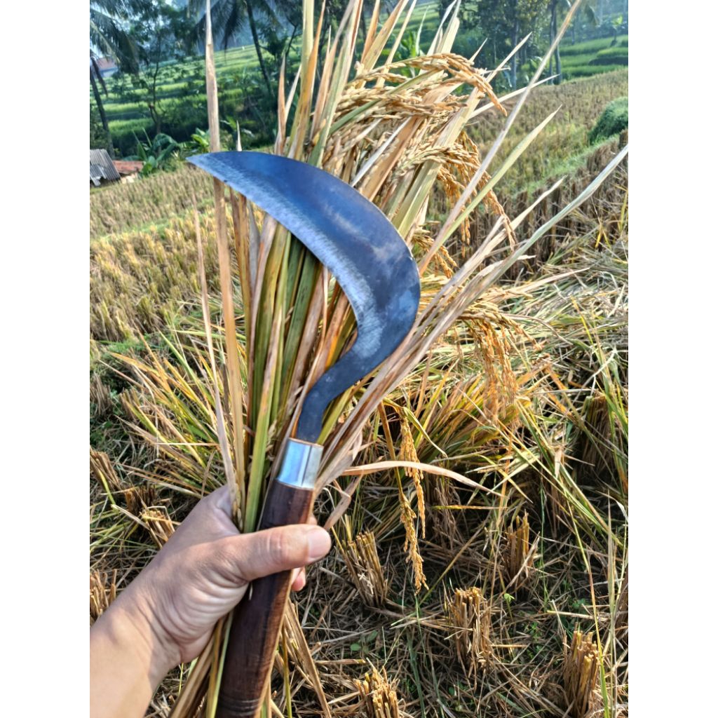 Sabit padi dan rumput,ranting ukuran besar tanpa asah