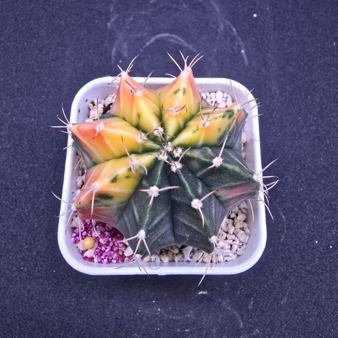 Kaktus Gymno Variegata (Gymnocalycium mihanovichii)